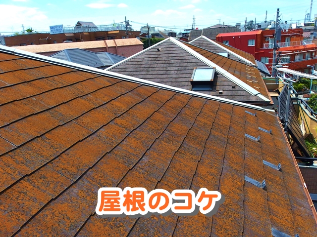 屋根のコケ