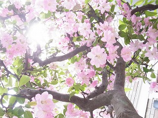 ピンクの桜20160409