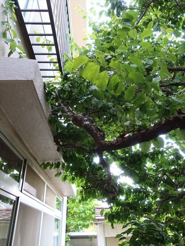 この枝は近すぎるので、ヒサシから離れるように足場とメッシュシートで外側に押す必要があります。小枝が折れたり、葉っぱが汚れる可能性があります。