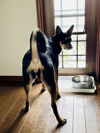 ペット写真コンテスト　犬